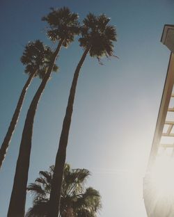 Low angle view of palm trees against clear sky