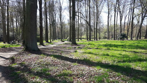 Trees growing in forest