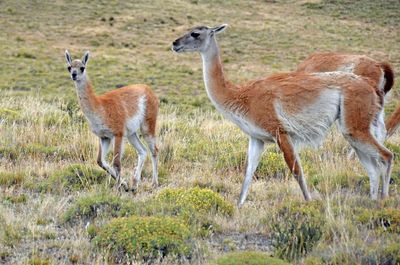 Guanacos standing in a field