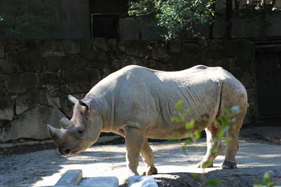 Horse standing in zoo