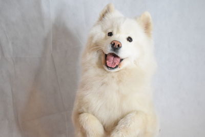 Close-up portrait of dog