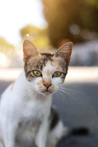 Close-up portrait of a cat