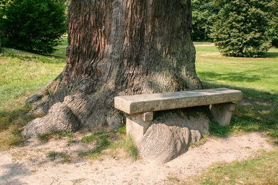 Close-up of tree trunk