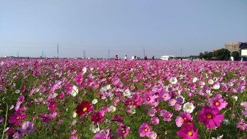 Cosmos bloom on the ground