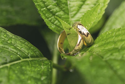 Close-up of insect on leaf