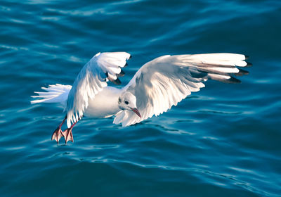 Seagulls flying over sea