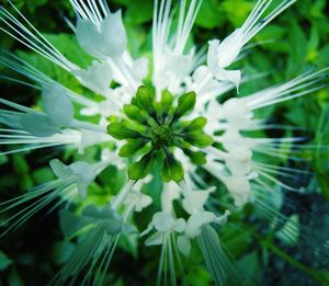 Close-up of white flowering plant