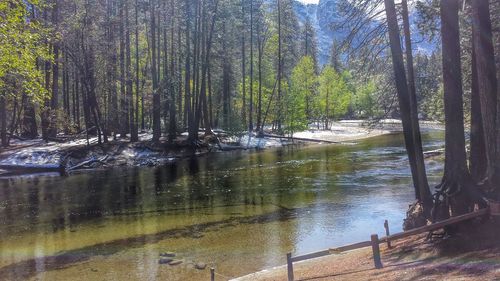 Reflection of trees in lake