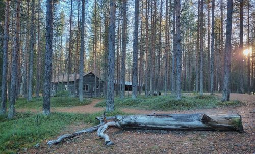 Trees in forest