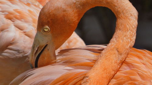 Close-up of head of flamingo in plumage