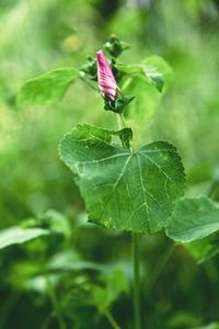 Close-up of butterfly pollinating on leaf