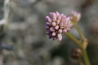 Close-up of pink flowering plant