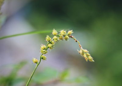 Close-up of flowering plant