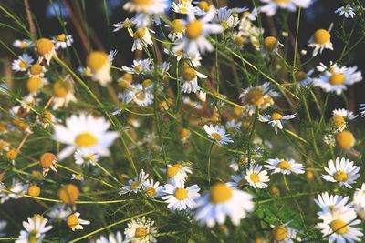 Close-up of white daisy flowers