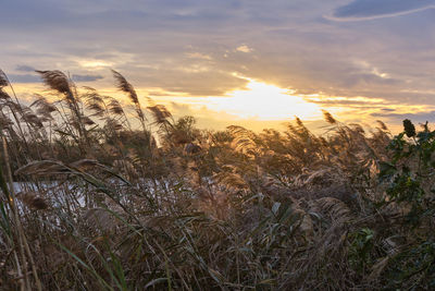 Plants growing on land against sky during sunset