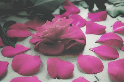 Close-up of pink flowers