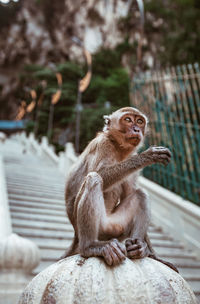 Lion sitting on railing