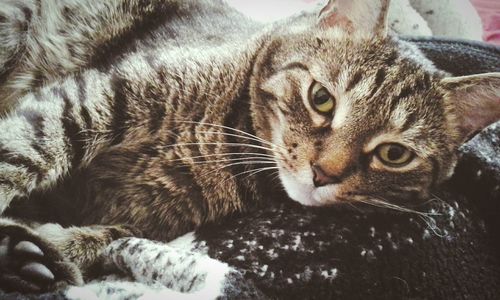 Close-up portrait of cat