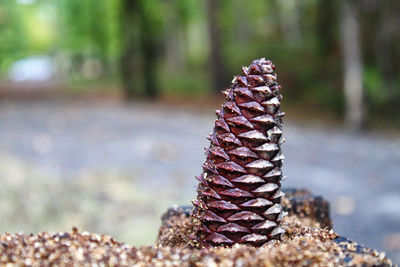Close-up of pine cone outdoors