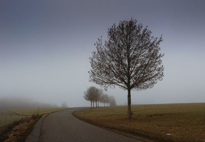 Bare tree by road on field against sky