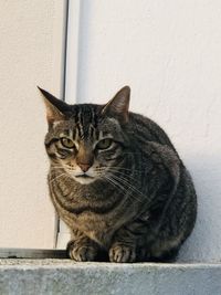 Portrait of tabby cat against wall