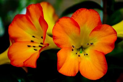 Close-up of day lily blooming outdoors