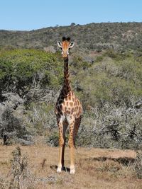 Giraffe in a field