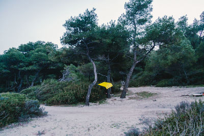 View of road along trees