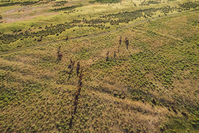 High angle view of agricultural field