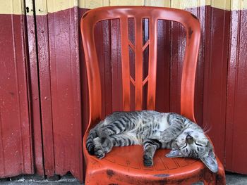 Close-up of a cat sleeping