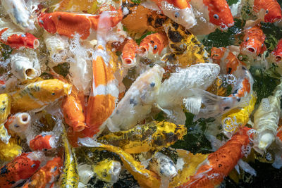 Close-up of fish swimming in sea