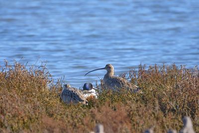 Birds on grass at lakeshore