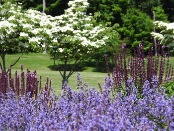 Purple flowering plants in park