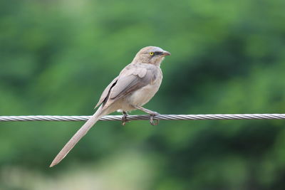 Close-up of bird perching outdoors