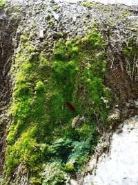 Close-up of insect on tree