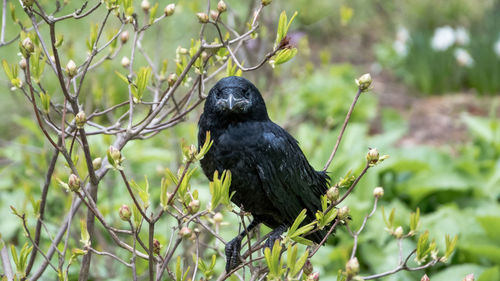 Close-up of bird perching on tree