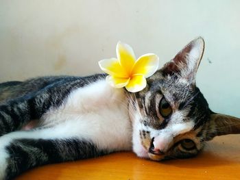 Close-up portrait of a cat