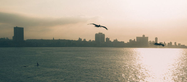 Seagull flying over sea against sky during sunset in la habana cuba