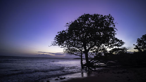 Silhouette tree on beach against clear sky