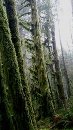 Low angle view of tree trunk in forest