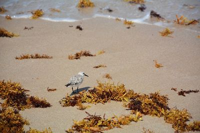 Birds perching on shore