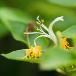 Close-up of yellow flowering plant leaves