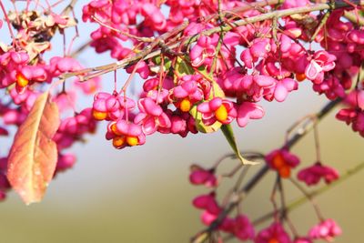 Close-up of pink flowering tree