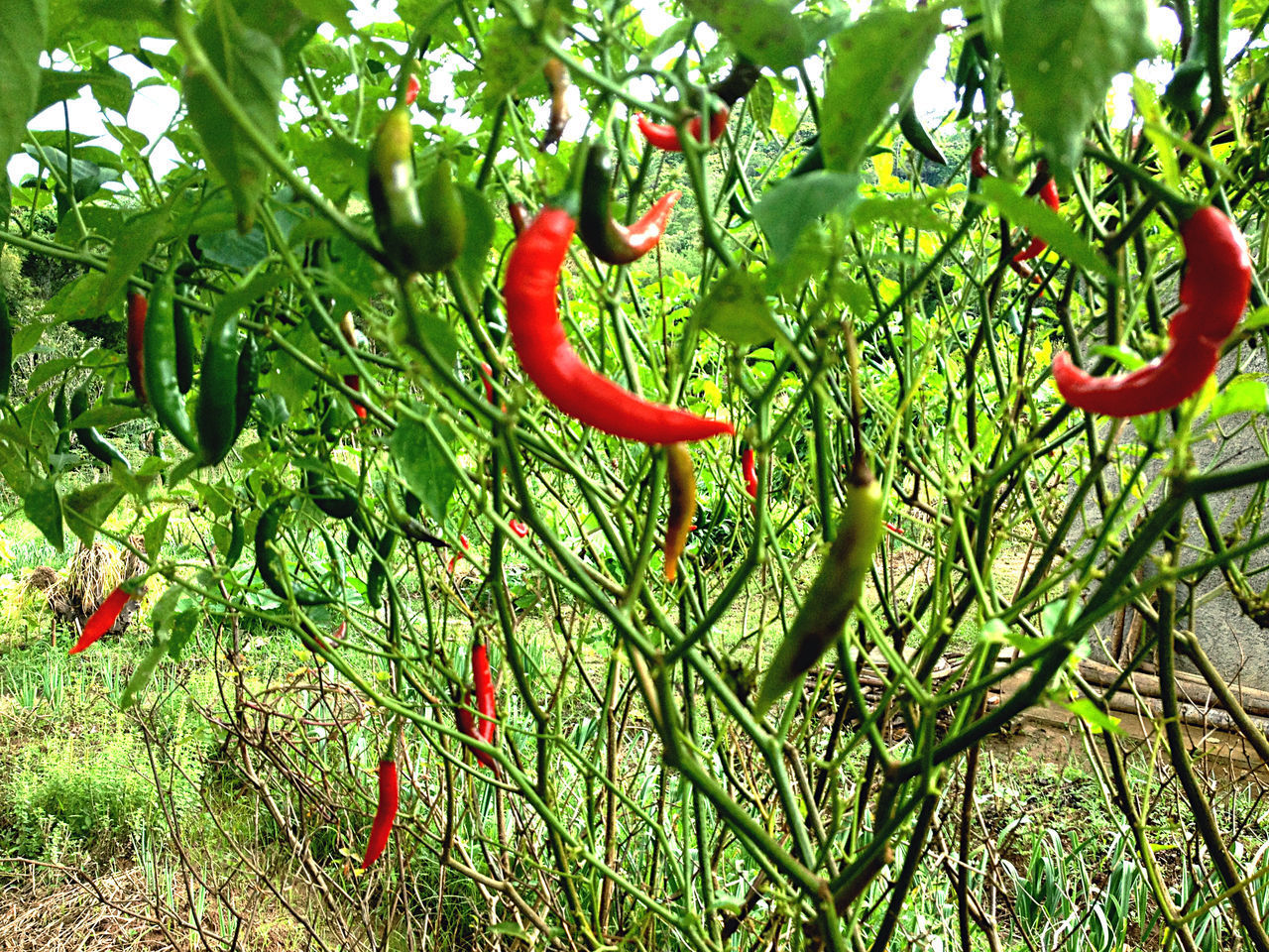 RED CHILI PEPPERS BY TREE