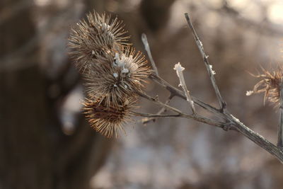 Close-up of dried plant