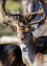 Close-up portrait of deer