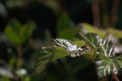 Close-up of butterfly on plant