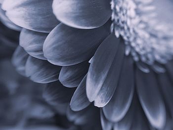 Close-up of purple flowering plant