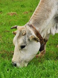 Sheep grazing in a field