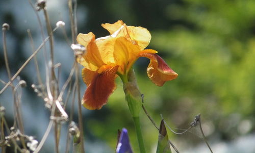 Close-up of flowers blooming outdoors